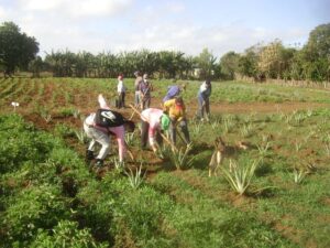 Lee más sobre el artículo Dedican resultados federadas de Majagua al aniversario 62 de su organización