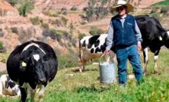 Lee más sobre el artículo Ganadero sin vacas