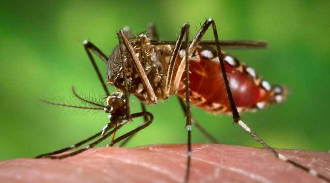 Lee más sobre el artículo Presentan en Cuba estrategia para creación de vacuna contra dengue