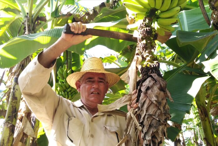 Referendo Larry campesino avileño 9 2022
