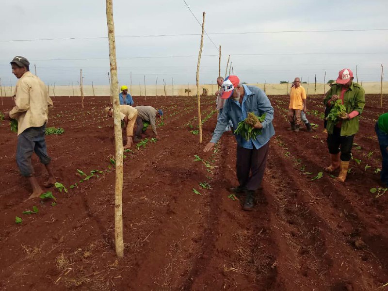 En este momento estás viendo Comenzó Ciego de Ávila siembra de tabaco de la campaña 2022-2023 (+Fotos)