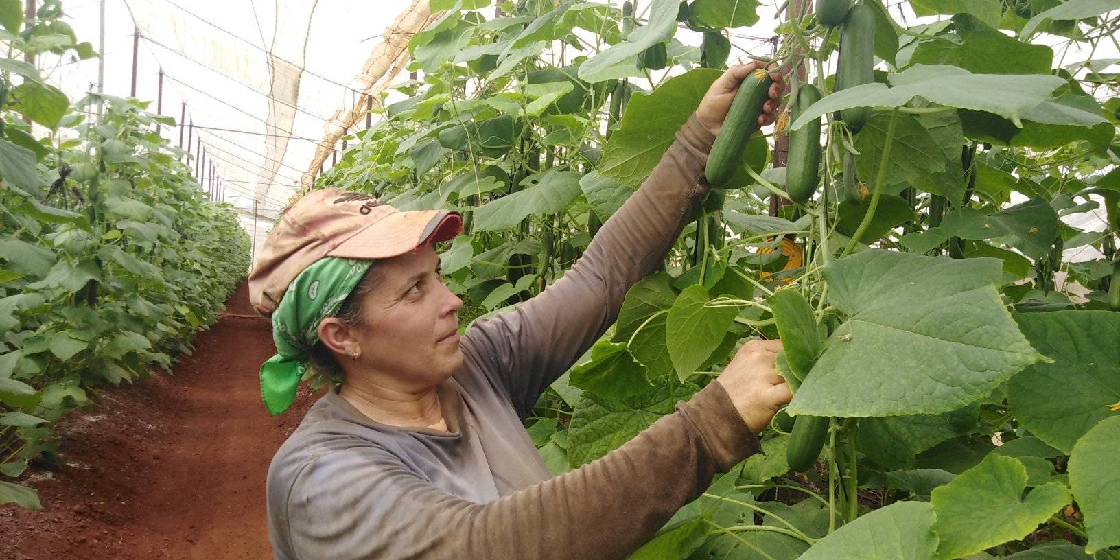 Lee más sobre el artículo Celebran hoy en Ciego de Ávila Día del Trabajador Agropecuario