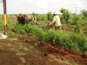 Lee más sobre el artículo Workers’ movement in Majagua congratulates agricultural workers