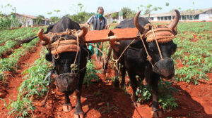 Lee más sobre el artículo Agilizan empleo de prácticas agroecológicas en territorio avileño