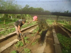 Lee más sobre el artículo Brothers growing among the flower beds of the organoponic