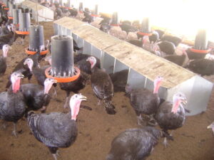Lee más sobre el artículo Poultry breeding campaign of turkeys begins in Majagua