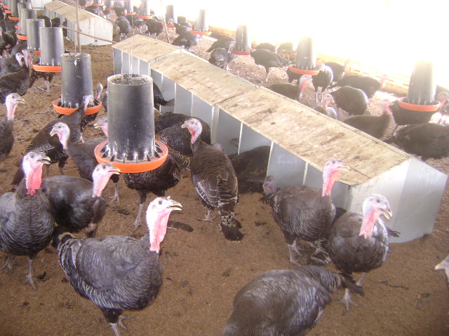 Lee más sobre el artículo Poultry breeding campaign of turkeys begins in Majagua