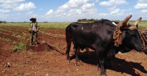 Lee más sobre el artículo Beneficiados más de 5 000 avileños con entrega de tierras