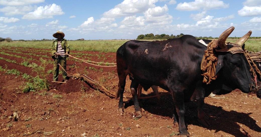 En este momento estás viendo Beneficiados más de 5 000 avileños con entrega de tierras