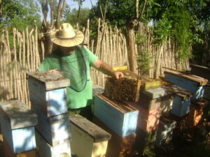 Lee más sobre el artículo Beekeepers from Majagua comply with honey extraction plan