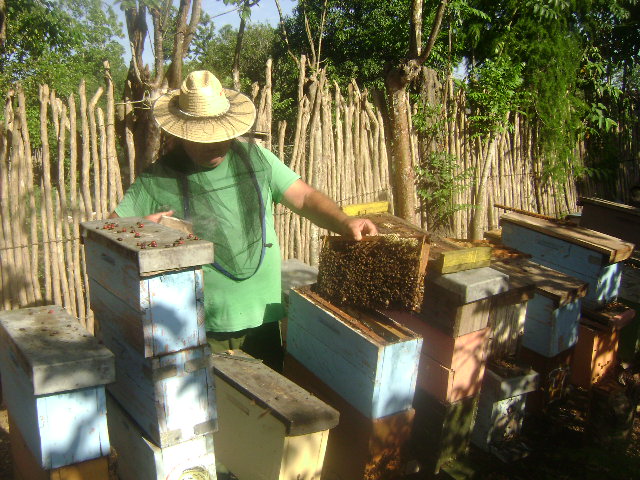 En este momento estás viendo Beekeepers from Majagua comply with honey extraction plan