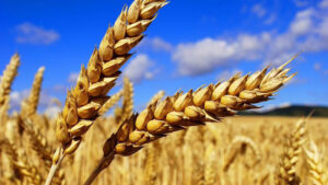 Lee más sobre el artículo Gobierno ruso dona trigo a Cuba