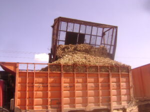Lee más sobre el artículo Sugar cane campaign in avilanian southwest shows results