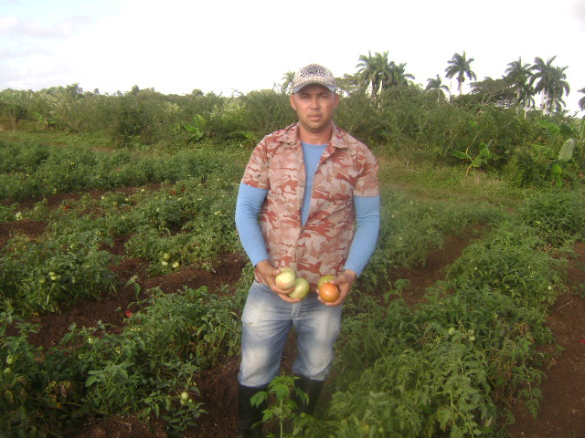 Lee más sobre el artículo Defienden productores de Mamonal su tradición tomatera