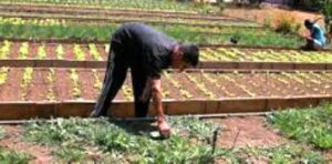 Lee más sobre el artículo Agilizan producción de alimentos pese limitaciones