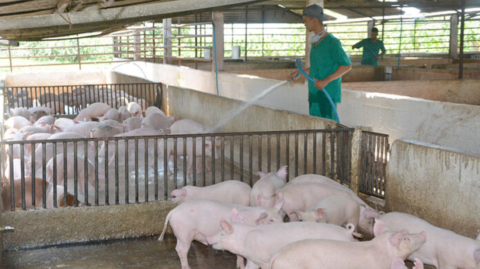 En este momento estás viendo Pork Company with special offers for the purchase of pigs