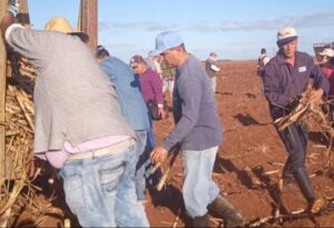 Lee más sobre el artículo Desarrollan jornada dominical de trabajo en favor de la Ciencia en Ciego de Ávila