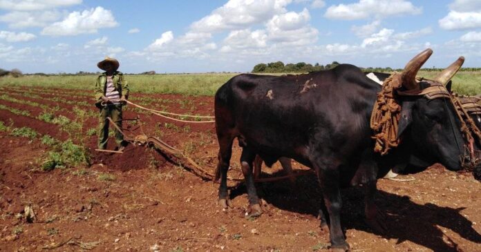 En este momento estás viendo More than 5,000 avilanians benefited with delivery of land