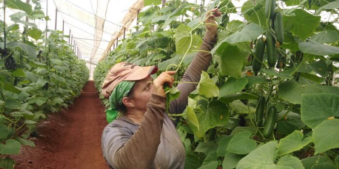 En este momento estás viendo Revitalizing agricultural and livestock production