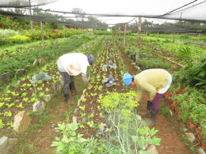 Lee más sobre el artículo Abrir puertas a la agroecología