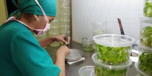 Lee más sobre el artículo Crece el empleo en Ciego de Ávila