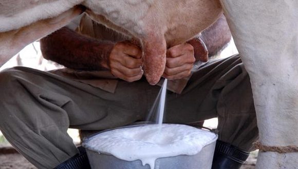 En este momento estás viendo Insuficiente producción de leche en Ciego de Ávila