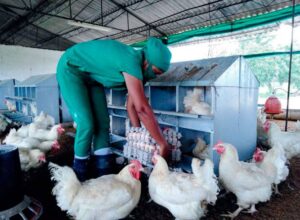 Lee más sobre el artículo Efficient poultry today lays losses