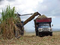 Lee más sobre el artículo Sugar harvest going well in farmer cooperative of Morón