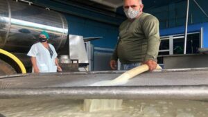 Lee más sobre el artículo For the best economic strategy in 2023 dairy industry in Ciego de Ávila