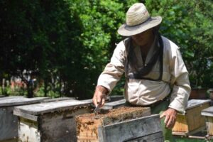 Lee más sobre el artículo Avilanian beekeepers work to increase the number of hives