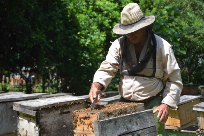 En este momento estás viendo Avilanian beekeepers work to increase the number of hives