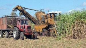 Lee más sobre el artículo March of the sugar harvest checked in Morón
