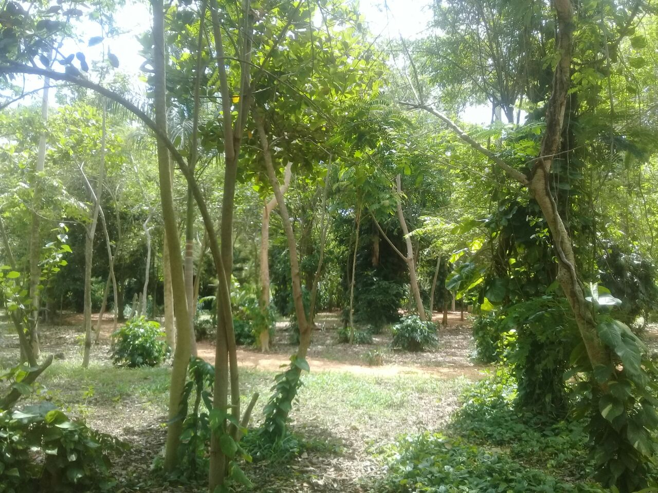 En este momento estás viendo Desarrollan infraestructura para reforestación en Ciego de Ávila (+Fotos)
