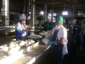 Lee más sobre el artículo Diversifica sus producciones fábrica de Majagua (+Fotos)