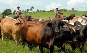 Lee más sobre el artículo Empresa Pecuaria Turiguanó en pos de metas superiores