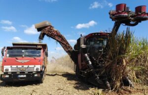 Lee más sobre el artículo Debittering the harvest in Ciego de Ávila