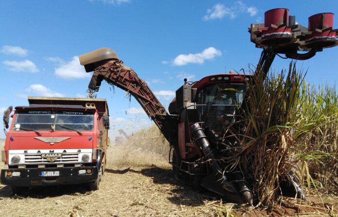 En este momento estás viendo Debittering the harvest in Ciego de Ávila