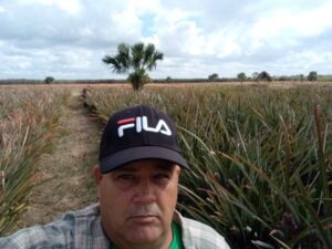 Lee más sobre el artículo La piña avileña sigue reinando