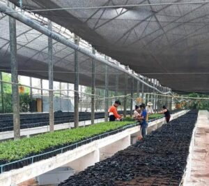 Lee más sobre el artículo Laboran en el Centro de Bioplantas por la diversificación de la piña