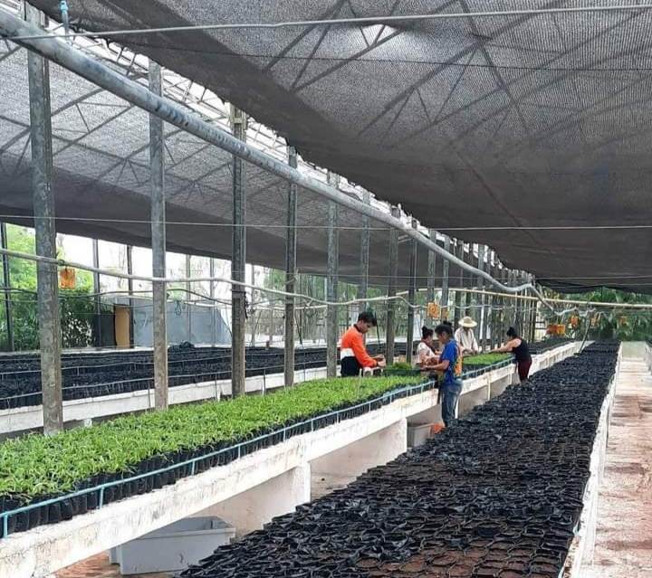 En este momento estás viendo Laboran en el Centro de Bioplantas por la diversificación de la piña