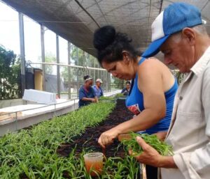 Lee más sobre el artículo Labora el Centro de Bioplantas por diversificar variedades de piña