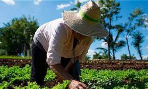Lee más sobre el artículo Inmersos campesinos en disímiles tareas por el 17 de mayo
