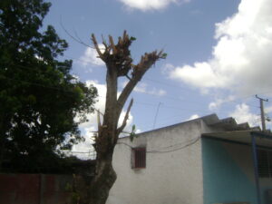Lee más sobre el artículo Desarrolla Majagua acciones del Meteoro 2023
