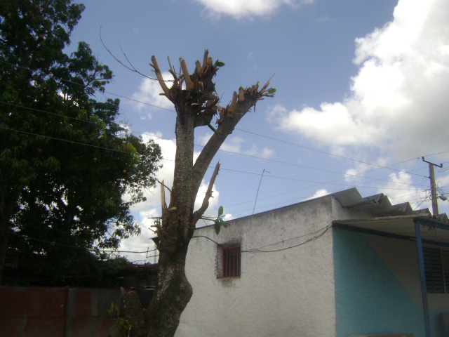 En este momento estás viendo Desarrolla Majagua acciones del Meteoro 2023