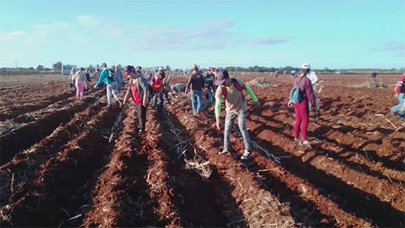 En este momento estás viendo Ciego de Ávila cumplió el plan de siembra de caña de enero a abril