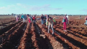 Lee más sobre el artículo Ciego de Ávila complied with the sugarcane planting plan from January to April