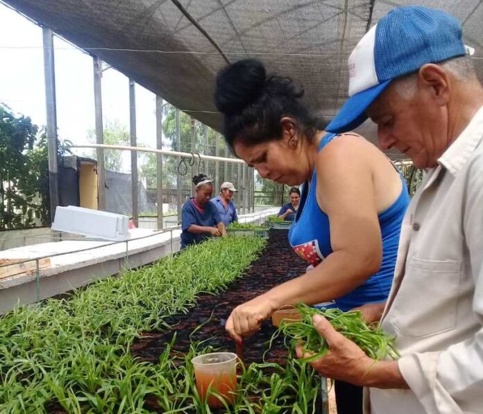 Lee más sobre el artículo Scientific exchange, objective of the Center for Bioplants in Ciego de Ávila