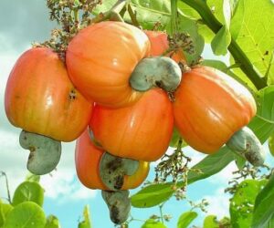 Lee más sobre el artículo Avilanian University projects research on cashew properties