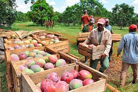 Lee más sobre el artículo Temporada de mango trae el beneficio de una gustada fruta