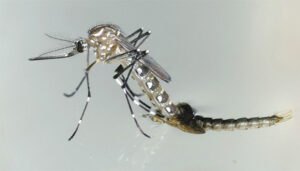 Lee más sobre el artículo Epidemiological surveillance maintained in Chambas facing the mosquito spread
